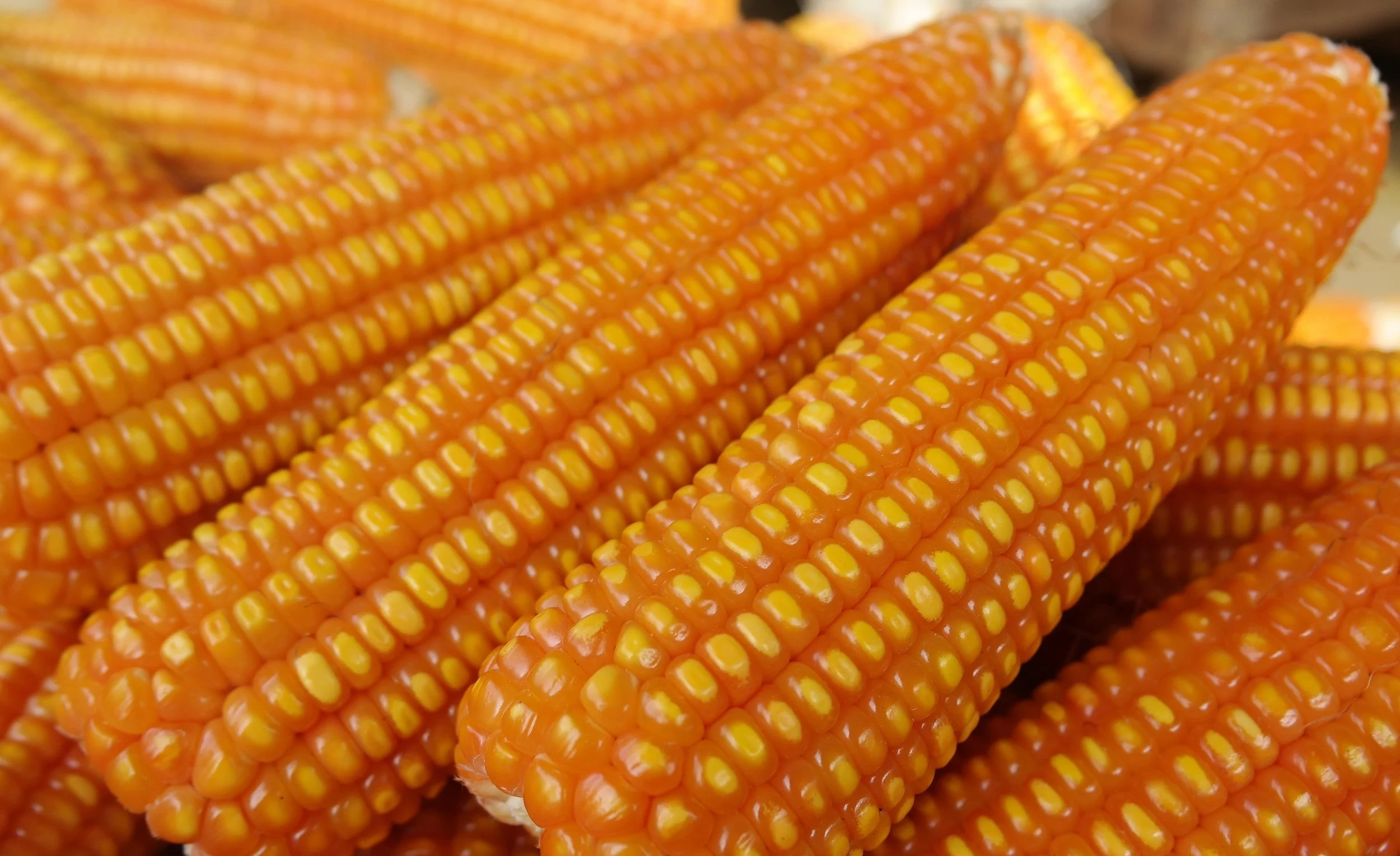 Field corn plants