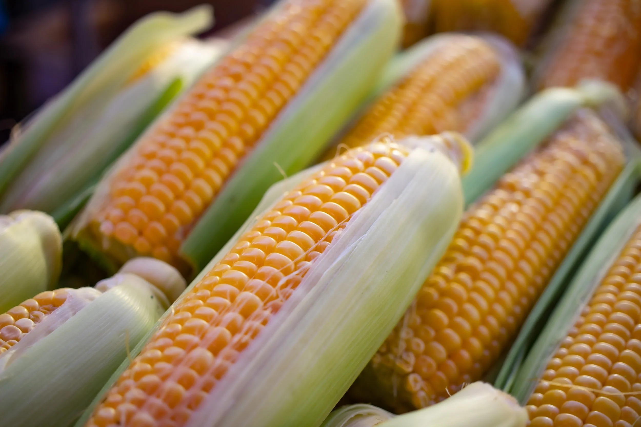 Hybrid corn cobs