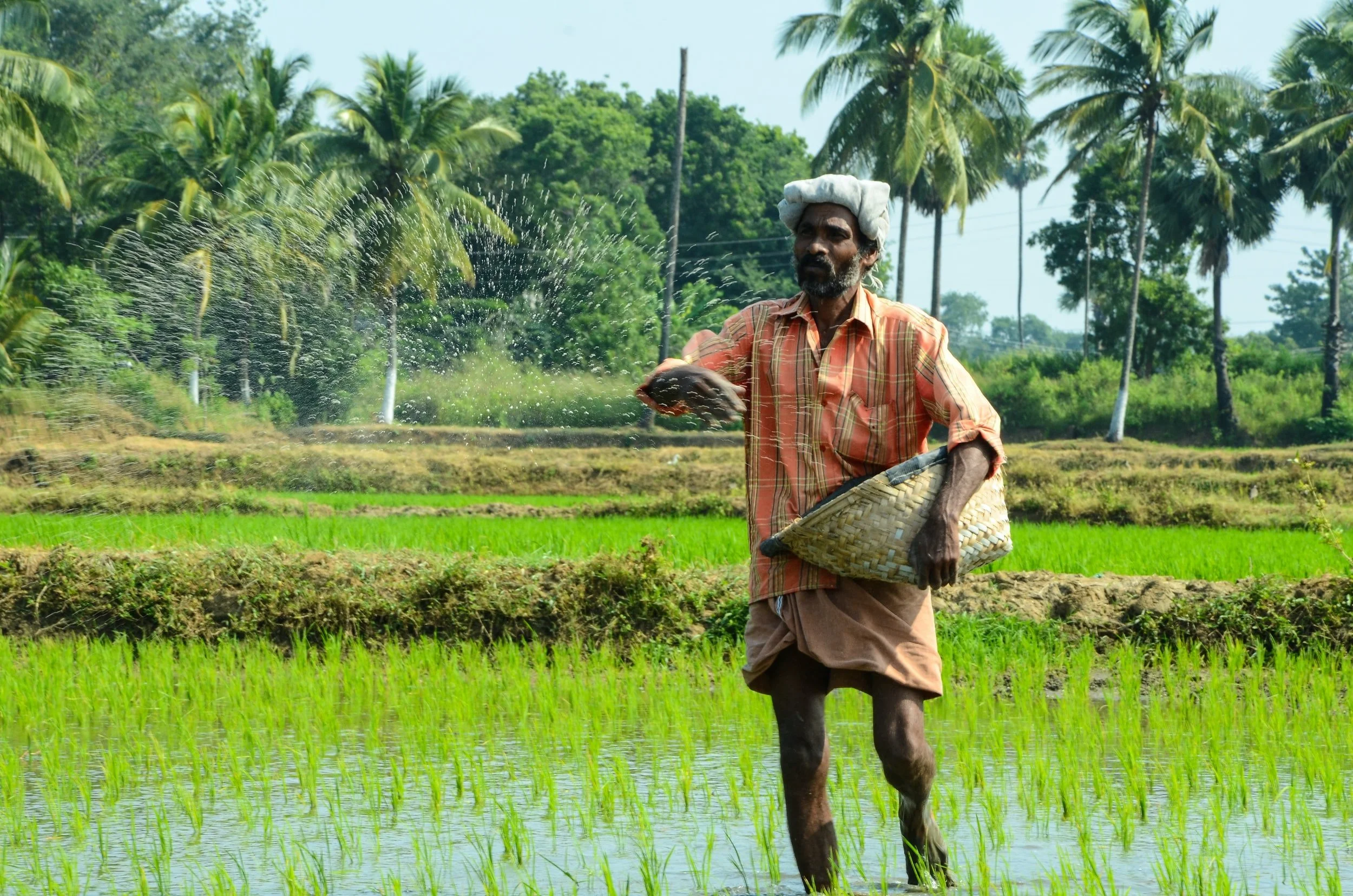 Paddy field