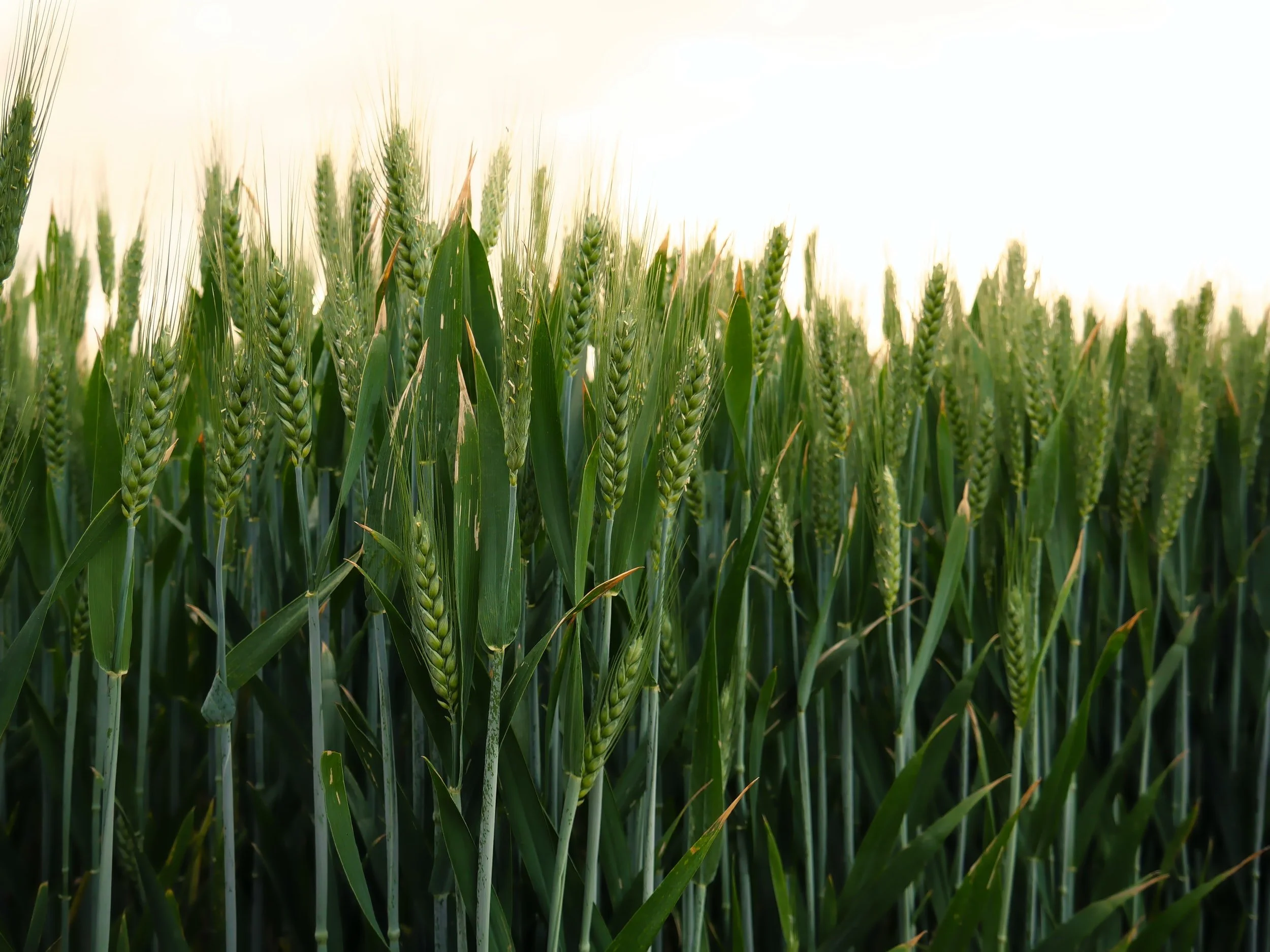 Wheat field
